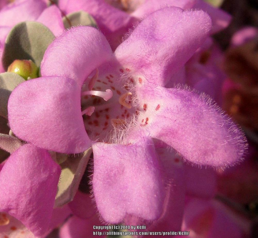 Photo of Texas Sage (Leucophyllum frutescens) uploaded by Kelli