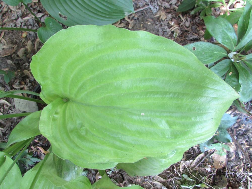 Photo of Hosta 'Sum and Substance' uploaded by SongofJoy