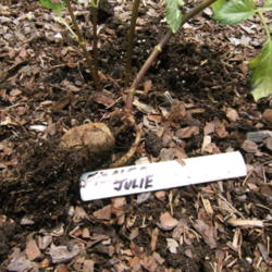 Location: The Park
Date: 2014-06-17
Dahlia tuber being planted.