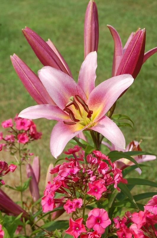 Photo of Lily (Lilium 'Space Mountain') uploaded by pixie62560