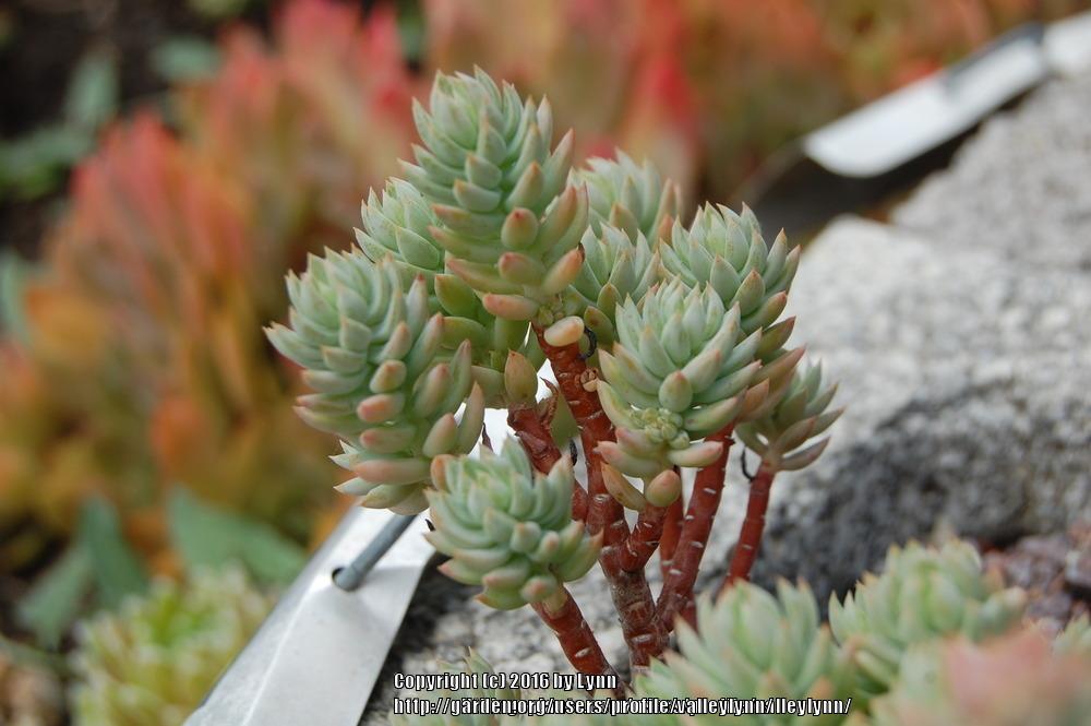 Photo of Pale Stonecrop (Petrosedum sediforme 'Turquoise Tails') uploaded by valleylynn