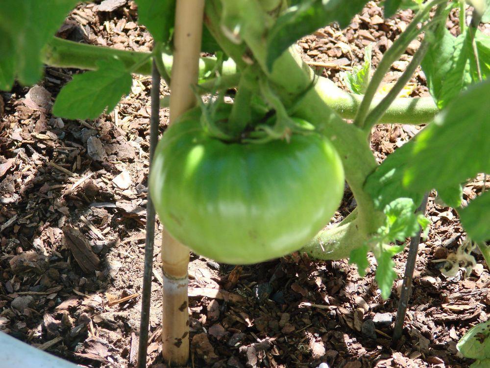 Photo of Tomato (Solanum lycopersicum 'Cherokee Purple') uploaded by Joy