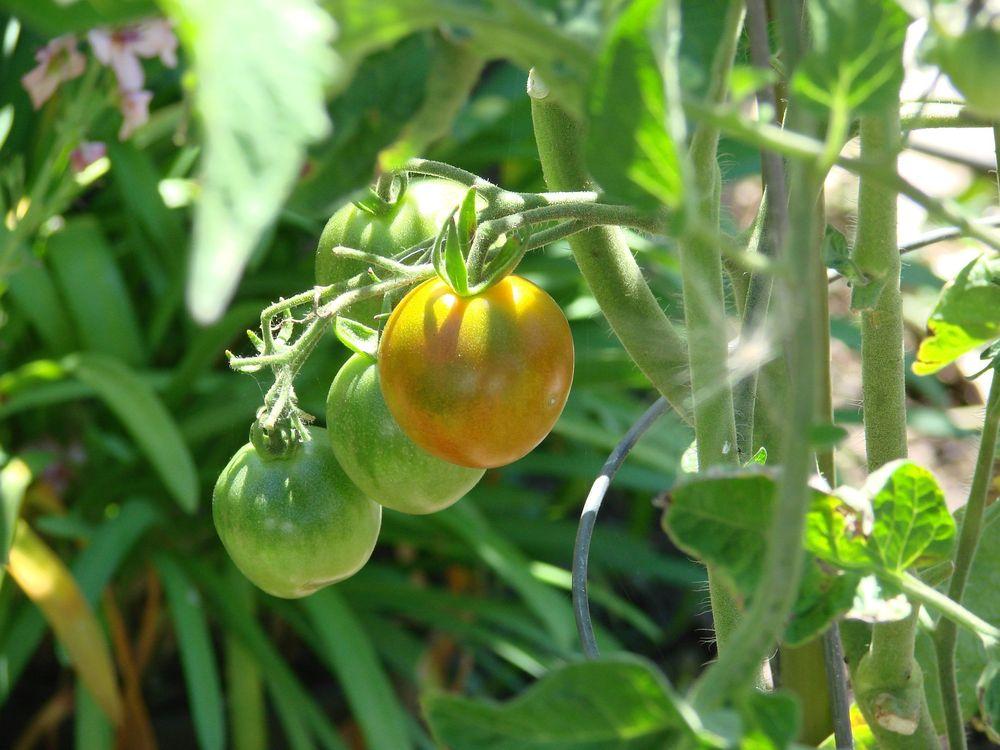 Photo of Tomato (Solanum lycopersicum 'Stupice') uploaded by Joy
