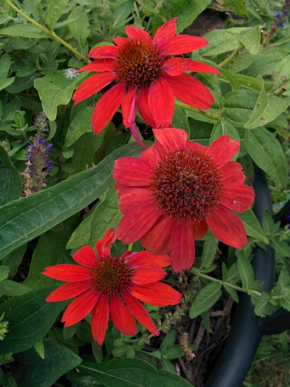 Photo of Coneflower (Echinacea Sombrero® Salsa Red) uploaded by Snapshot
