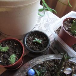 Location: My house
Date: 2014-07-27
Aloe polyphylla seedling is in center of the photo
