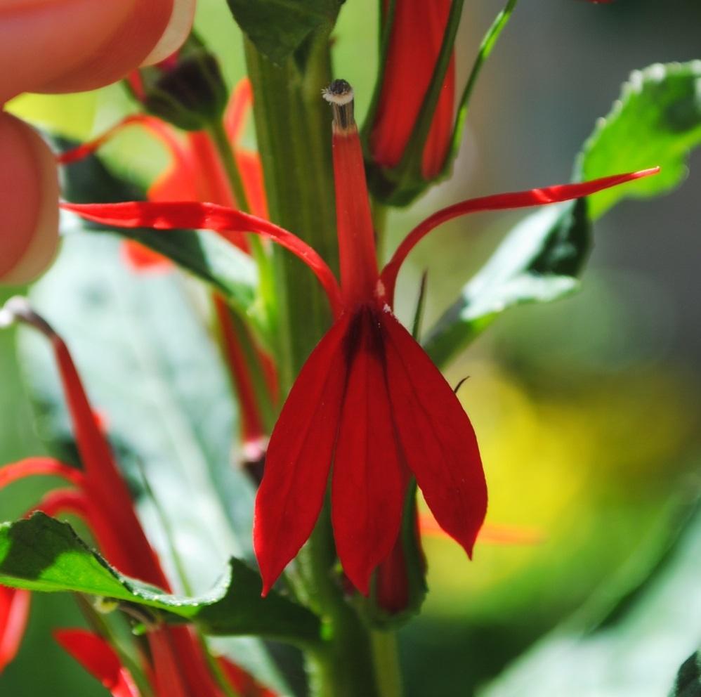 Photo of Cardinal Flower (Lobelia cardinalis) uploaded by chelle