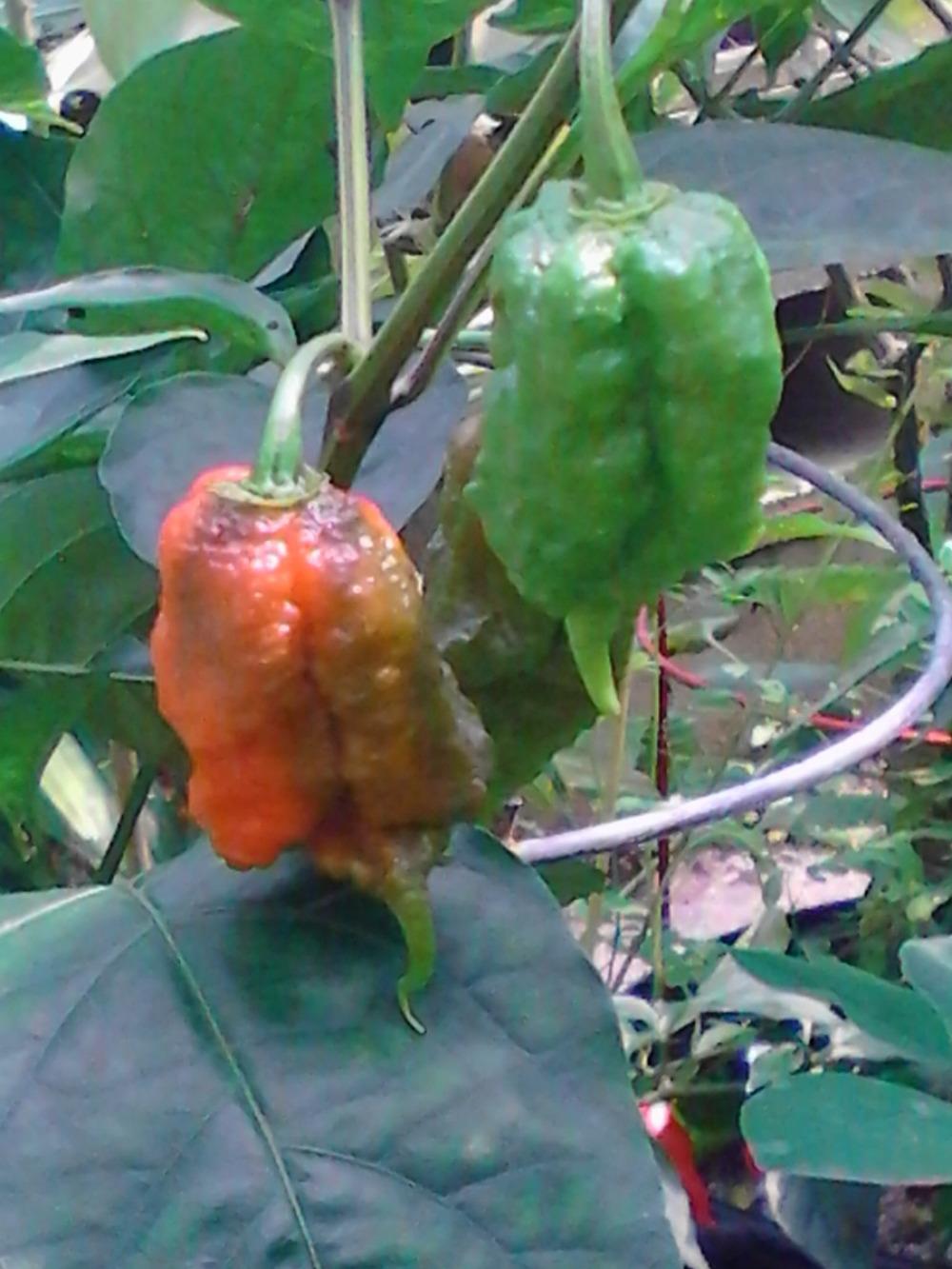 Photo of Hot Chili Pepper (Capsicum chinense 'Carolina Reaper') uploaded by cycadjungle