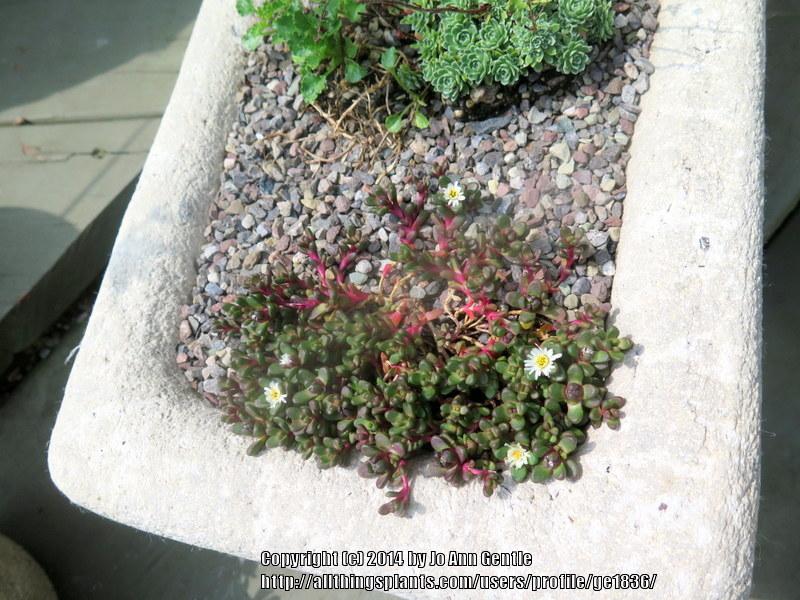 Photo of Ice Plant (Delosperma davyi) uploaded by ge1836