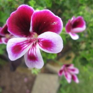 This is a small geranium with a dazzling color combo of white, an