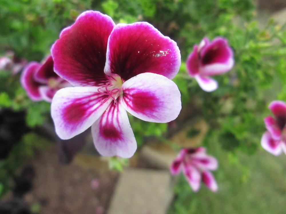 Photo of Regal Pelargonium (Pelargonium 'Angel's Perfume') uploaded by kingconeflower