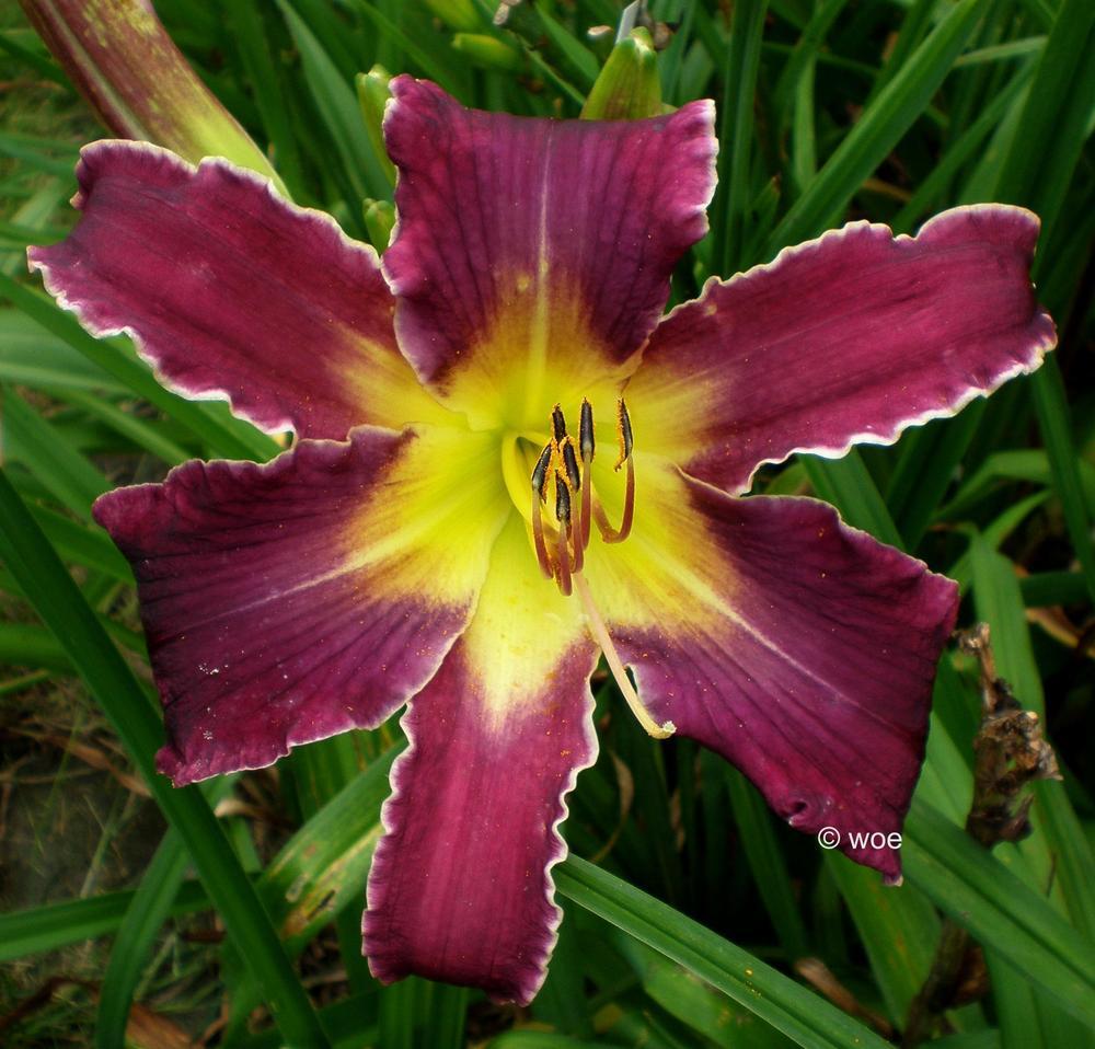 Photo of Daylily (Hemerocallis 'Increased Complexity') uploaded by mainstreet