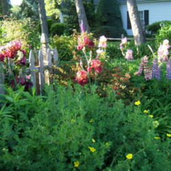 Location: Harper fence, morning sun
Date: 2010-0524
Garden setting