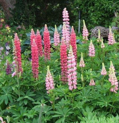 Photo of Russell Lupine (Lupinus regalis) uploaded by pirl