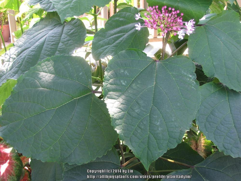 Photo of Cashmere Bouquet (Clerodendrum bungei) uploaded by plantladylin