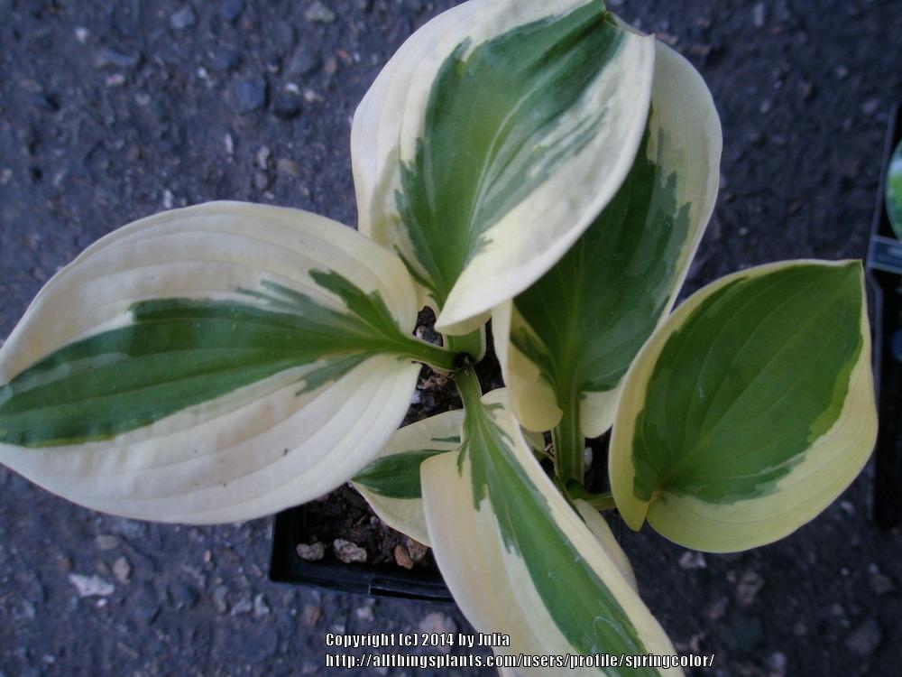 Photo of Hosta 'Brim Cup' uploaded by springcolor