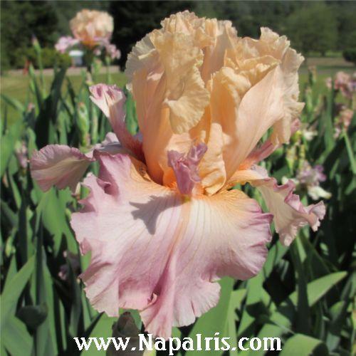 Photo of Tall Bearded Iris (Iris 'Tropical Delight') uploaded by Calif_Sue