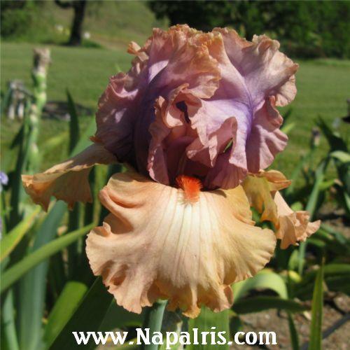 Photo of Tall Bearded Iris (Iris 'Tempesto') uploaded by Calif_Sue