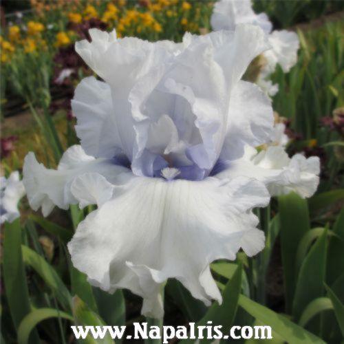 Photo of Tall Bearded Iris (Iris 'Winter Waltz') uploaded by Calif_Sue