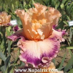 
Date: 2012-05-16
Photo courtesy of Napa Country Iris Garden