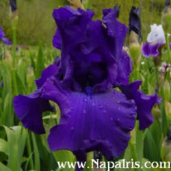
Photo courtesy of Napa Country Iris Garden