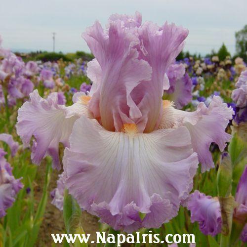 Photo of Tall Bearded Iris (Iris 'Vienna Waltz') uploaded by Calif_Sue