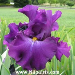 
Date: 2012-01-17
Photo courtesy of Napa Country Iris Garden