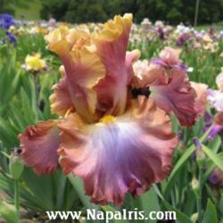 
Date: 2010-05-16
Photo courtesy of Napa Country Iris Garden