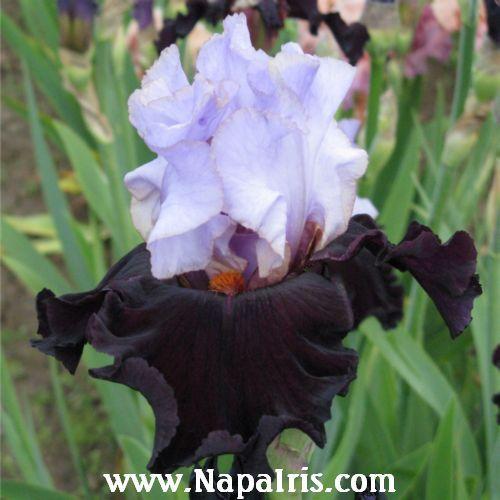 Photo of Tall Bearded Iris (Iris 'Vigilant') uploaded by Calif_Sue