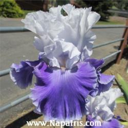 
Date: 2012-05-09
Photo courtesy of Napa Country Iris Garden