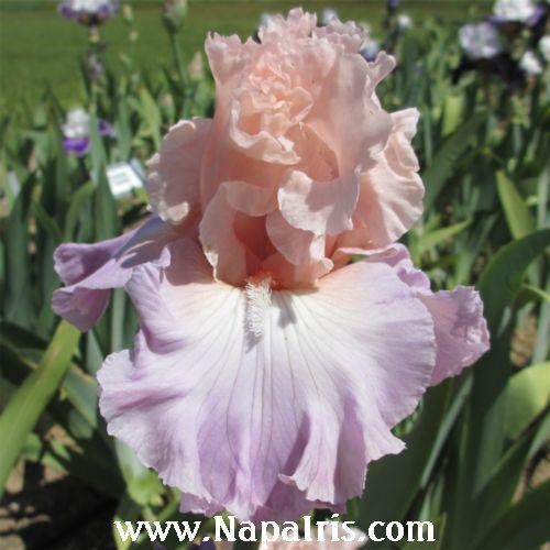 Photo of Tall Bearded Iris (Iris 'Venita Faye') uploaded by Calif_Sue