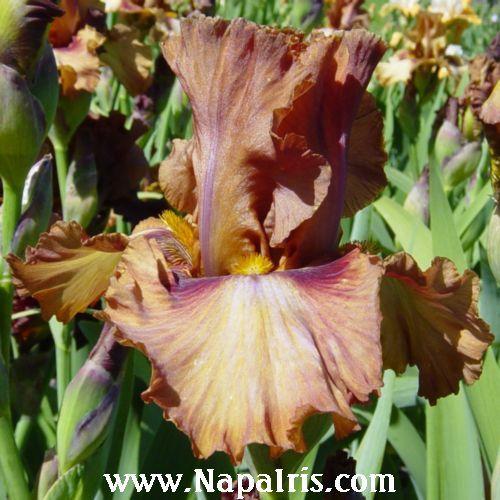 Photo of Tall Bearded Iris (Iris 'Touch of Mahogany') uploaded by Calif_Sue