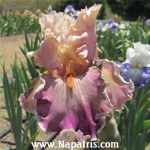 Photo of Tall Bearded Iris (Iris 'Truly Wicked') uploaded by Calif_Sue