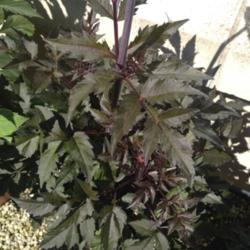 Location: The garden at Sanabria
Date: 2014-07-21
Excellent foliage on this particular plant. An excellent example 