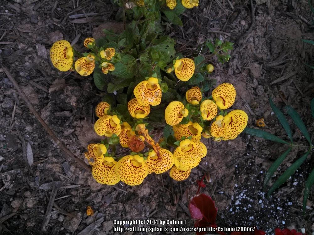 Photo of Pocketbook Plant (Calceolaria x herbeohybrida) uploaded by Catmint20906
