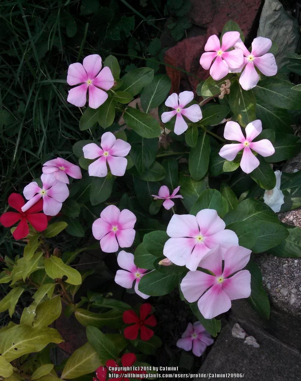 Photo of Vinca (Catharanthus roseus Titan™ Icy Pink) uploaded by Catmint20906