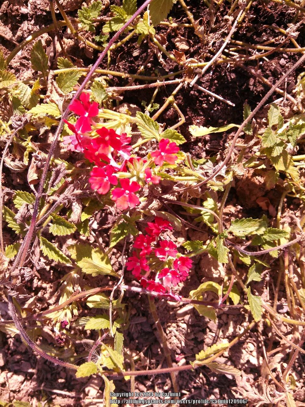 Photo of Verbena (Verbena canadensis 'Homestead Carpet Red') uploaded by Catmint20906