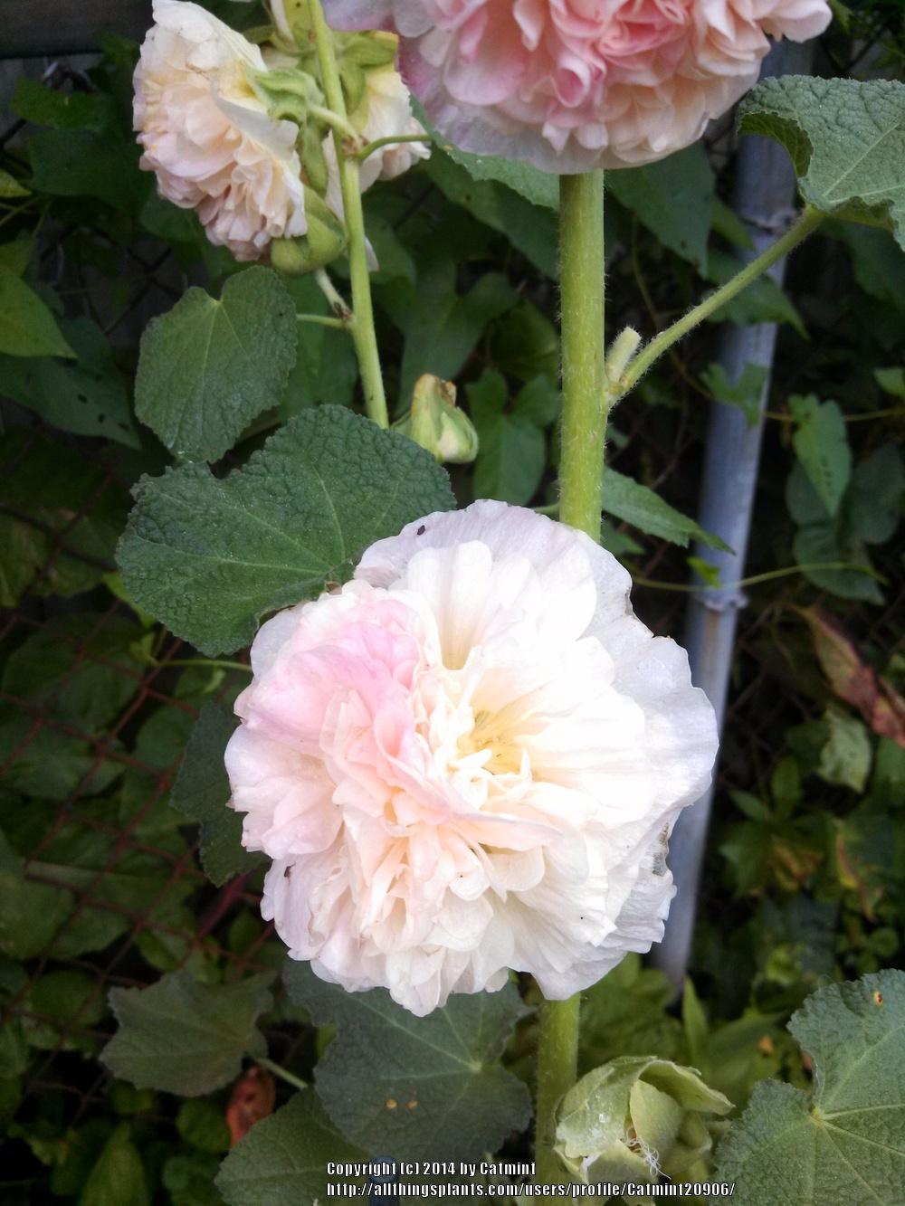 Photo of Hollyhock (Alcea rosea 'Chater's Pink') uploaded by Catmint20906