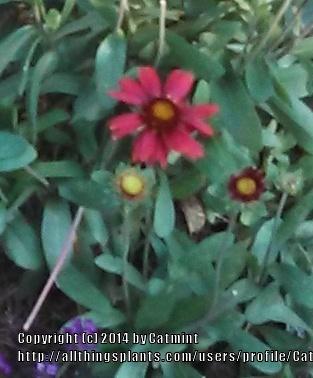 Photo of Blanket Flower (Gaillardia Gallo® Red) uploaded by Catmint20906
