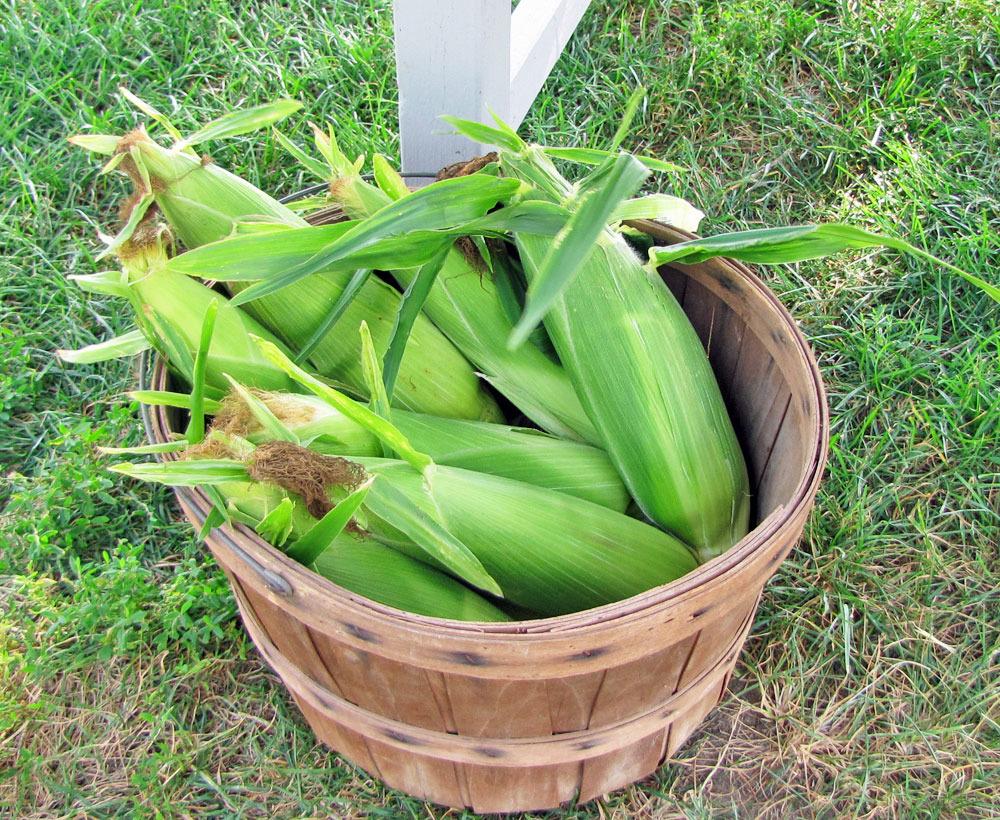 Photo of Corn (Zea mays subsp. mays) uploaded by TBGDN