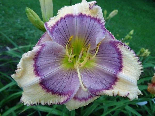 Photo of Daylily (Hemerocallis 'Room Full of Mirrors') uploaded by chalyse