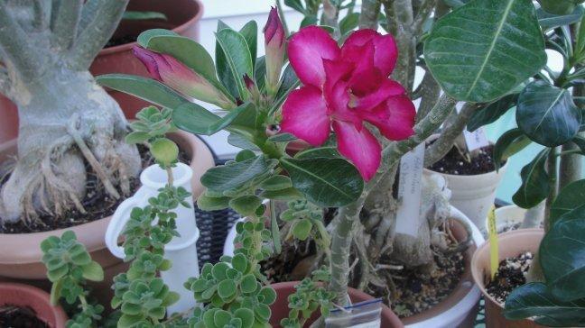 Photo of Desert Rose (Adenium 'Purple Rose') uploaded by kareoke
