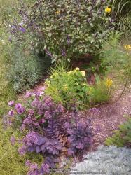 Thumb of 2014-08-01/Catmint20906/908622