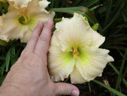 Thumb of 2014-08-01/Ditchlily/b94a90