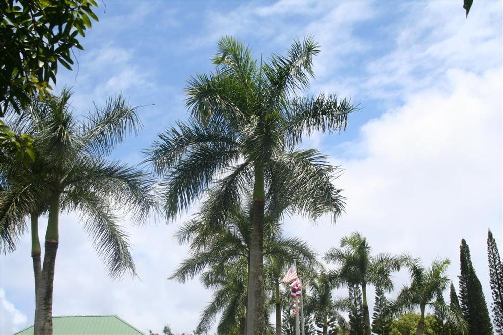 Photo of Foxtail Palm (Wodyetia bifurcata) uploaded by KentPfeiffer