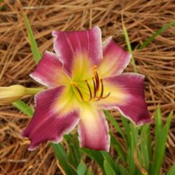 Location: home
Date: 2014-08-01
This is a short, small flowered daylily.  It's more a reddish-gra