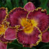Photo Courtesy of Natural Selection Daylilies. Used with Permissi