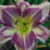 Photo Courtesy of Natural Selection Daylilies. Used with Permissi