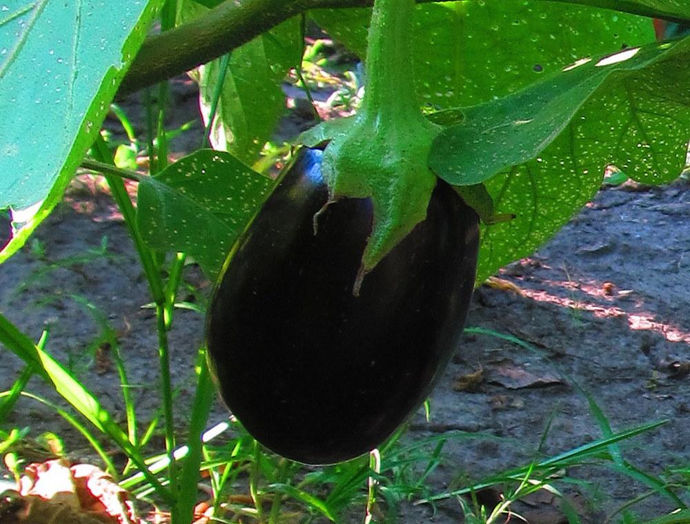 Photo of Eggplants (Solanum melongena) uploaded by jmorth