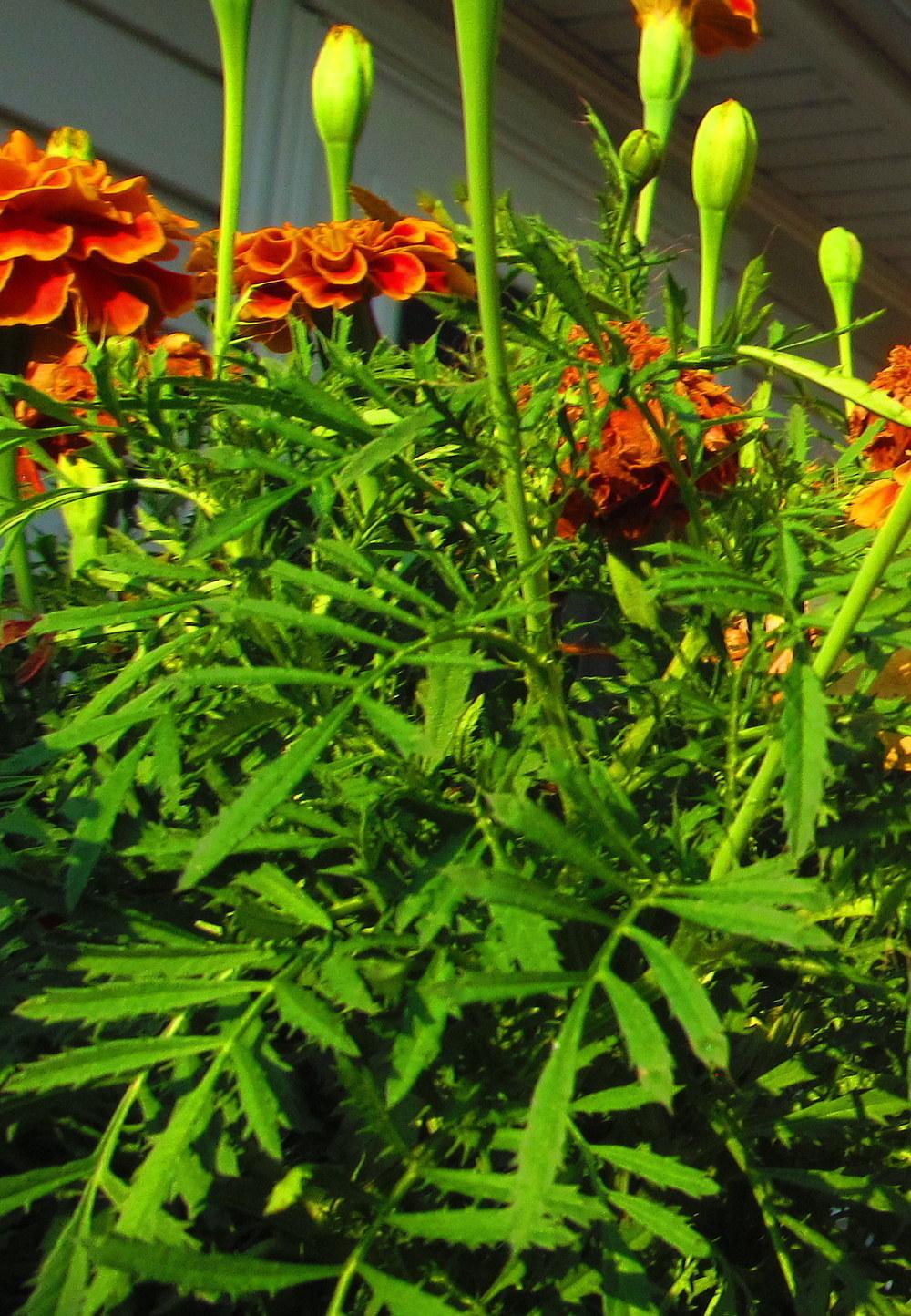 Photo of African Marigold (Tagetes erecta) uploaded by jmorth