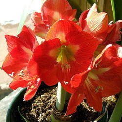 Location: Kitchen window
Date: 2011-0209
In full bloom just 20 days from receipt of bulb!